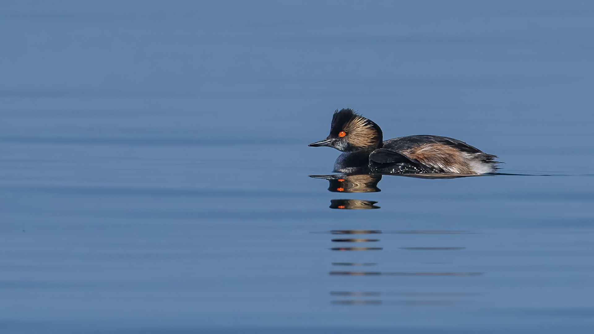 Eared Grebe